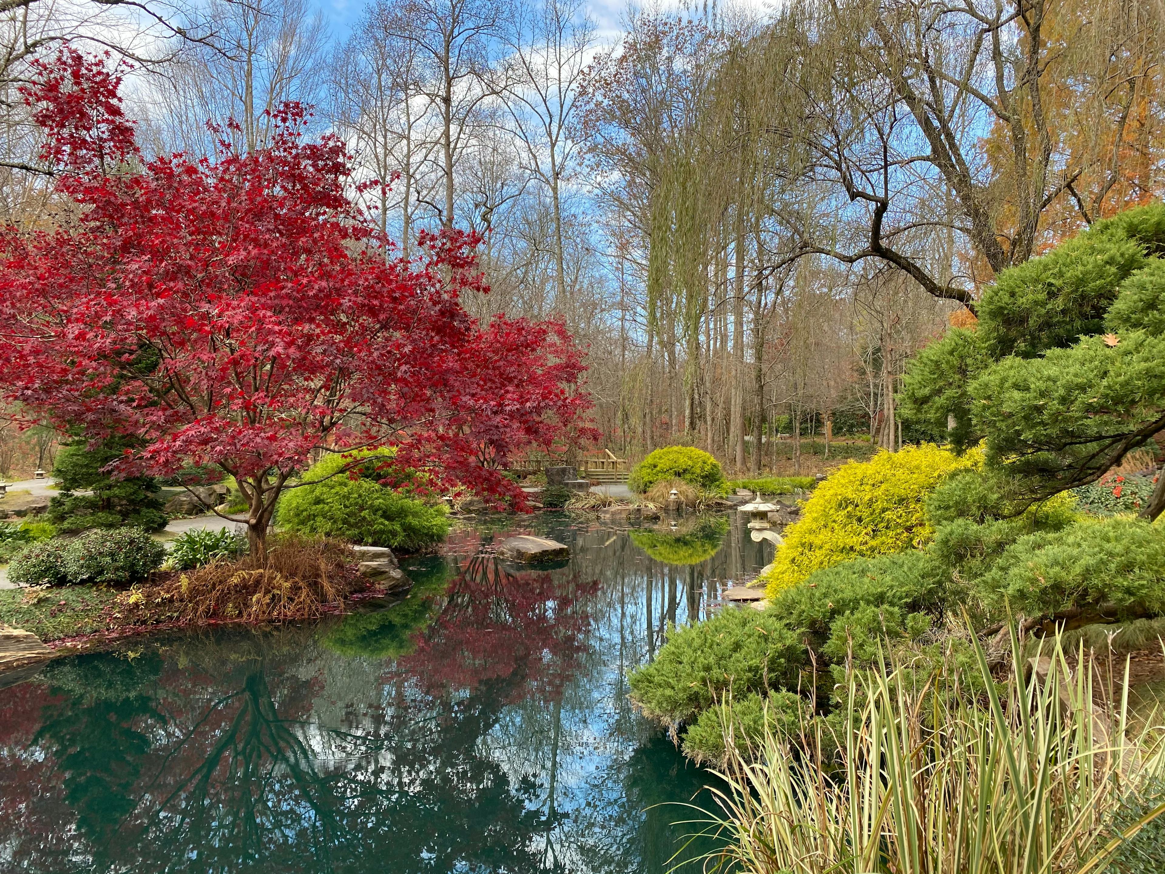 vibrant japanese garden in georgia